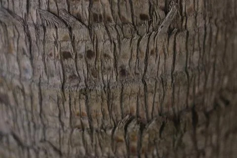 Macro Texture of Textured Palm Tree Trunk Bark Foto stock