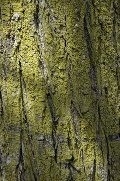 Macro texture of tree bark heavily covered in vibrant yellow-green lichen Stock-Fotos