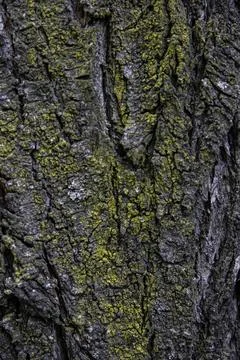 Macro texture of tree bark heavily covered in vibrant yellow-green lichen Stock Photos