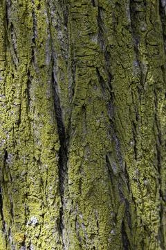Macro texture of tree bark heavily covered in vibrant yellow-green lichen Stock Photos