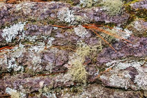 Macro texture of tree bark Stock Photos