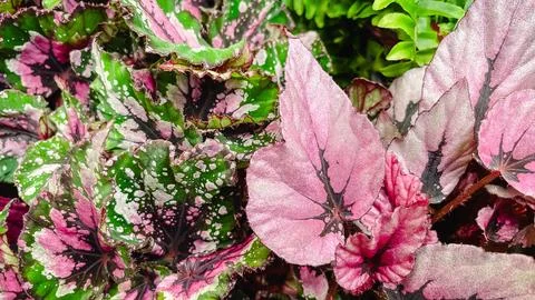 Macro texture of vibrant Begonia Rex leaves with striking pink, green, and .. Stock Photos