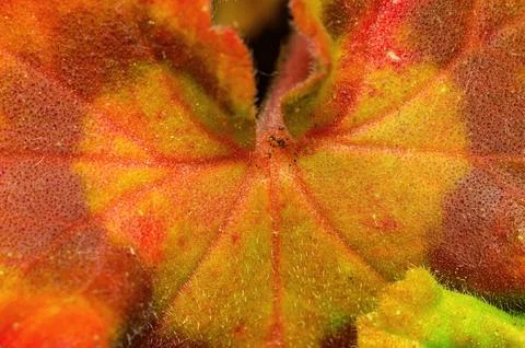 Macro Texture of Vibrant Geranium Leaf showing Autumn Colors, Natural Veins.. Фото