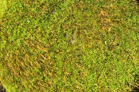 Macro texture of vibrant green moss with tiny brown stalks 写真素材