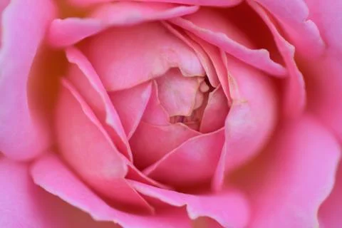 Macro texture of vibrant pink colored rose petals Stock Photos