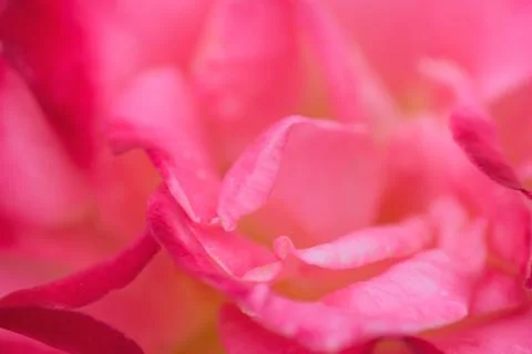 Macro texture of vibrant pink colored rose petals Stock Photos