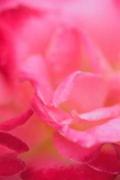 Macro texture of vibrant pink colored rose petals Stock Photos