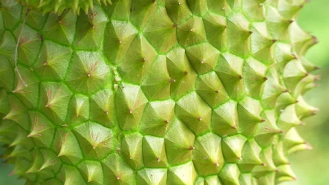 Macro texture of Vietnamese Ri6 durian thorny skin. Vídeos de archivo 334326826