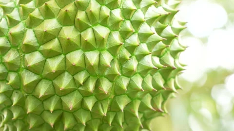 Macro texture of Vietnamese Ri6 durian thorny skin. Vidéo 334327697