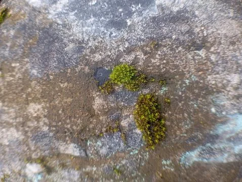 Macro Texture of Weathered Concrete Surface with Small Moss Clusters Foto stock