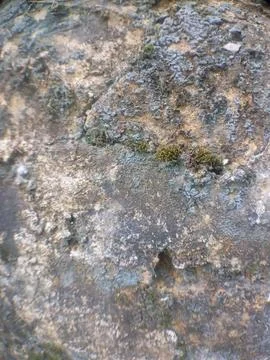Macro Texture of Weathered Rock with Grey Lichen and Moss Foto stock