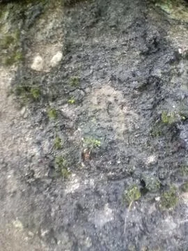 Macro Texture of Weathered Stone Surface with Green Moss Stock Photos