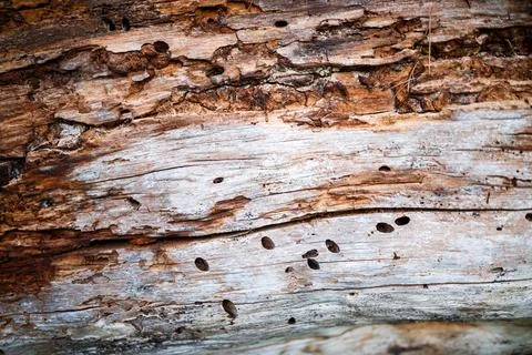 Macro Texture of Weathered Tree Bark Stock Photos