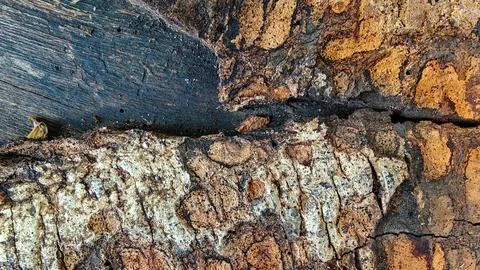 Macro Texture of Weathered Tree Bark with Natural Decay and Wood Grain Stock Photos