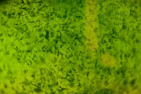 Macro texture of Wheat Grass Juice Stock Photos