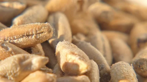 Macro texture of wheat seeds with crawling weevils Stock-Footage 334618210