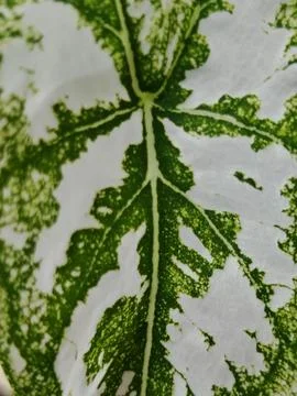Macro Texture of White Caladium Leaf with Green Veins Foto stock