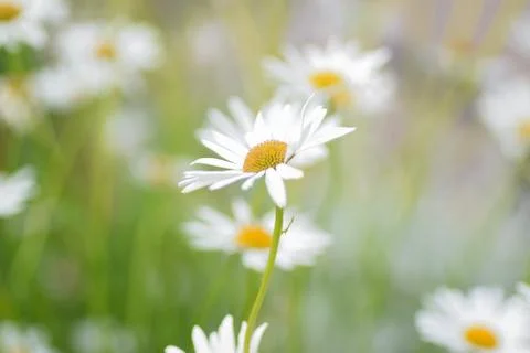 Macro texture of white colored Daisy flowers Stock Photos