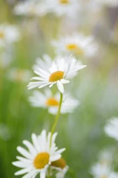 Macro texture of white colored Daisy flowers Stock Photos