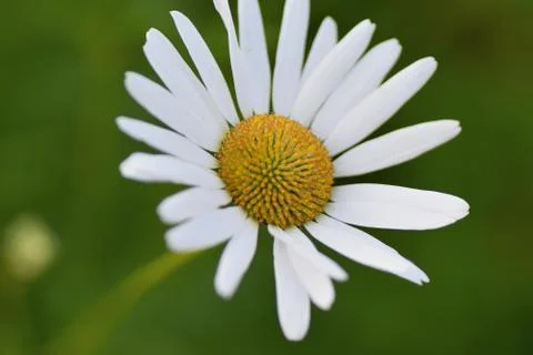 Macro texture of white colored Daisy flowers Stock Photos