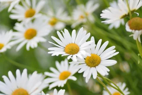 Macro texture of white colored Daisy flowers Stock Photos
