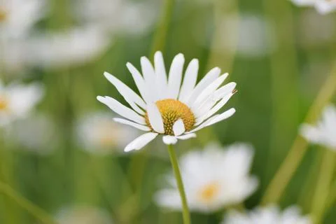 Macro texture of white colored Daisy flowers Stock Photos