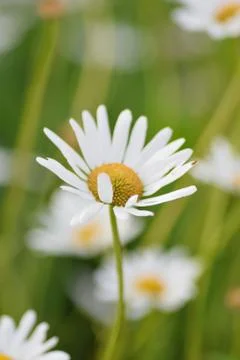 Macro texture of white colored Daisy flowers Stock Photos