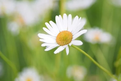 Macro texture of white Daisy flower Stock Photos