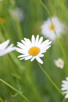 Macro texture of white Daisy flower Stock Photos