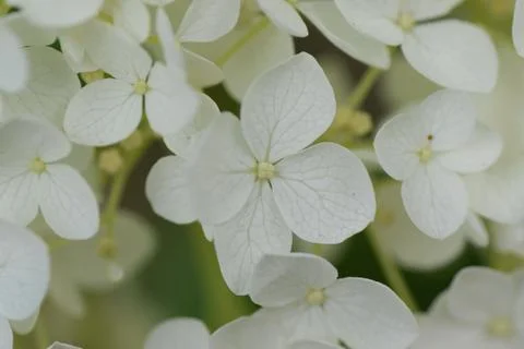 Macro texture of white hydrangea flowers Stock Photos