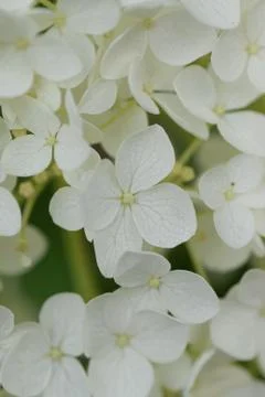 Macro texture of white hydrangea flowers Stock Photos