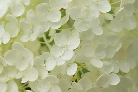Macro texture of white hydrangea flowers Stock Photos