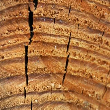 Macro texture wood Stock Photos