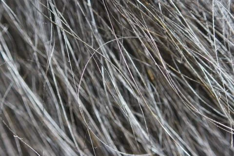 Macro texture of wool black wild Altaic yak. Stock Photos