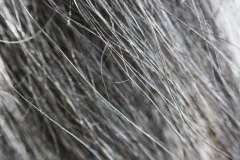 Macro texture of wool black wild Altaic yak. Stock Photos