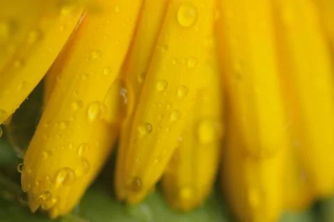 Macro texture of yellow colored Daisy flower petals with water droplets Stock Photos