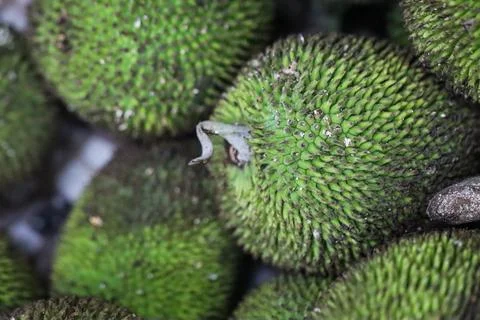 Macro Texture of Young Green Jackfruit Skin, Fresh Raw Artocarpus Heterophy.. Stock Photos