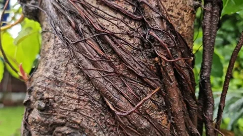 ​Macro of Thick Aerial Roots Wrapping and Binding Around a Tropical Tree Trunk 스톡 동영상 331259451