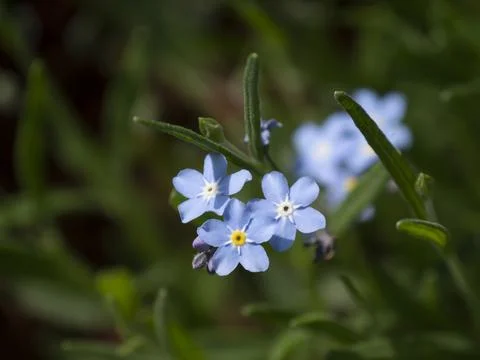 Macro of three forget-me-not bleed against dark green background Stock Photos