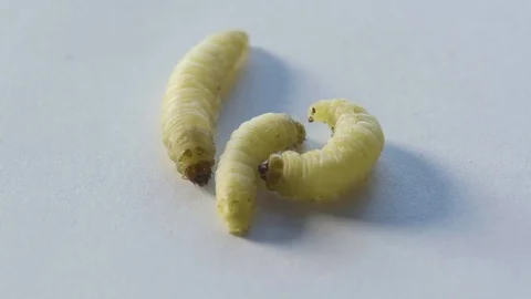 Macro three waxworms on white Stock Footage 70173308