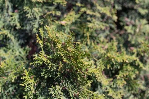 Macro thuja foliage study highlighting leaf structure, texture variation, and Stock Photos