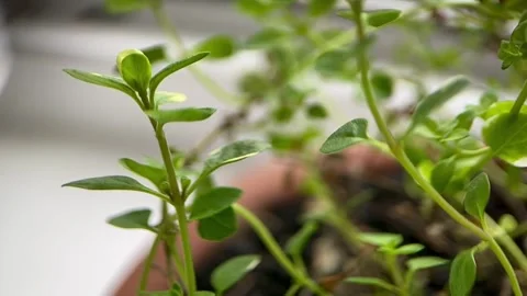 Macro of thyme in a clay pot Stock Footage 246590687