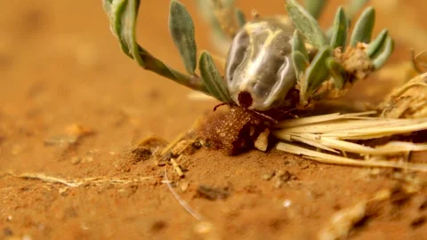 Macro Tick Laying Eggs on Soil Showing Parasite Reproduction and Disease Risk Stock Footage 327121898