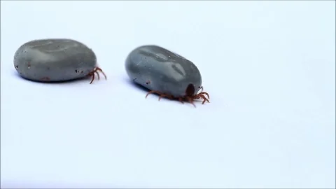 Macro tick parasite with full blood, grey background Stock Footage