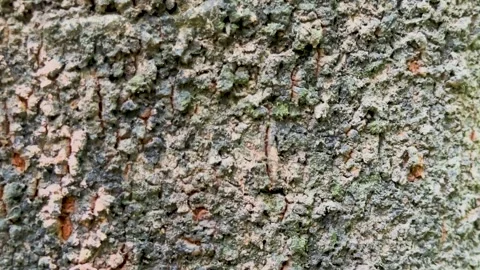 Macro tilt down shot of natural rough tree bark texture with detailed moss .. Stock Footage 337582760
