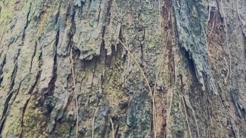 Macro tilt down shot of natural rough tree bark texture with detailed moss .. Stock Footage 337582809