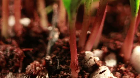 MACRO TILT OF GROWING FLOWERS Stock Footage 52553105