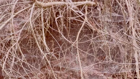 Macro tilt up shot of a massive intricate spider web woven over dry roots a.. Stock Footage 337582968