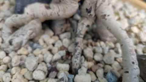 Macro tilt view of bonsai tree roots and thick trunk planted in gravel substrate Vidéo 346304915