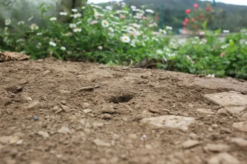Macro Time Lapse of Ants Emerging from an Anthill in the Dirt Stock-Footage 347618258